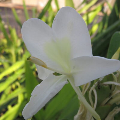 Hedychium coronarium