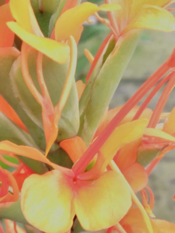 Hedychium gardnerianum, foto 2