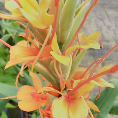 Hedychium gardnerianum