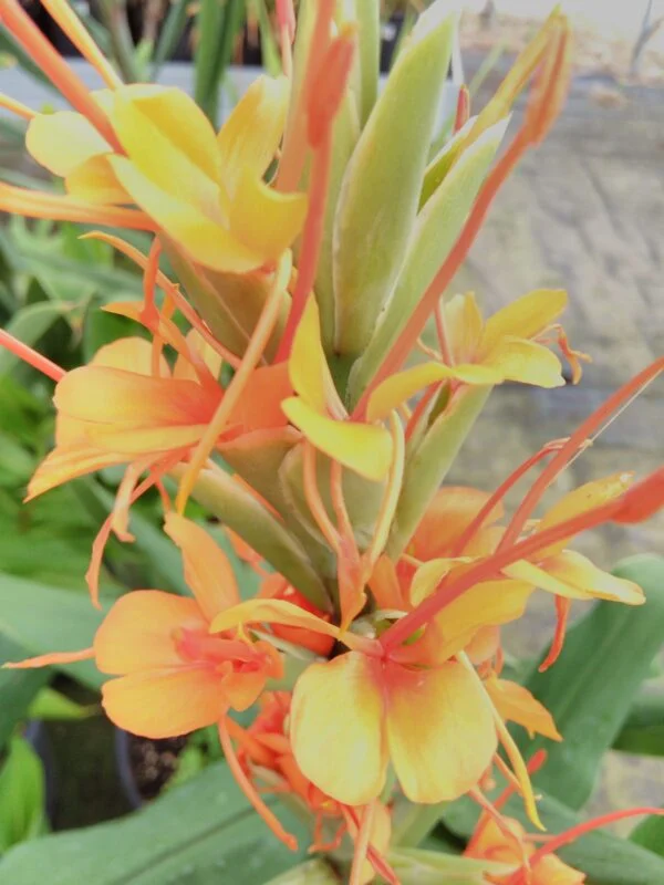 Hedychium gardnerianum, pianta da esterno