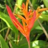 Heliconia aurantiaca, pianta da interno