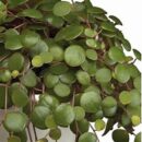 Peperomia Pepperspot