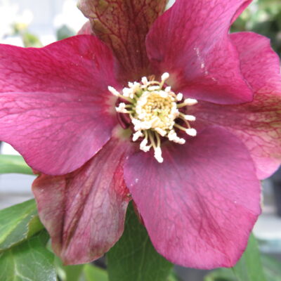 Helleborus