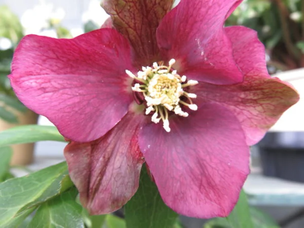 Helleborus, pianta da esterno