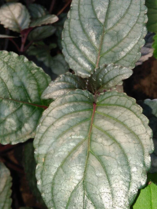 Hemigraphis alternata, foto 3