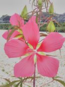 Hibiscus coccineus, sin hibiscus cannabinus