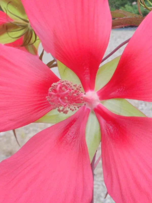 Hibiscus coccineus, sin hibiscus cannabinus, foto 2