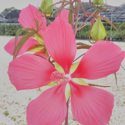 Hibiscus coccineus, sin hibiscus cannabinus