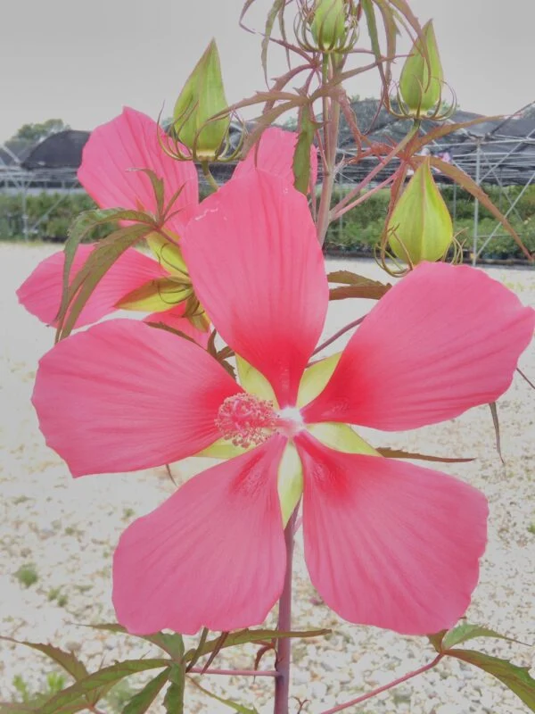 Hibiscus coccineus, sin hibiscus cannabinus, pianta da esterno