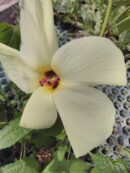 Hibiscus manihot sin. Abelmoschus manihot