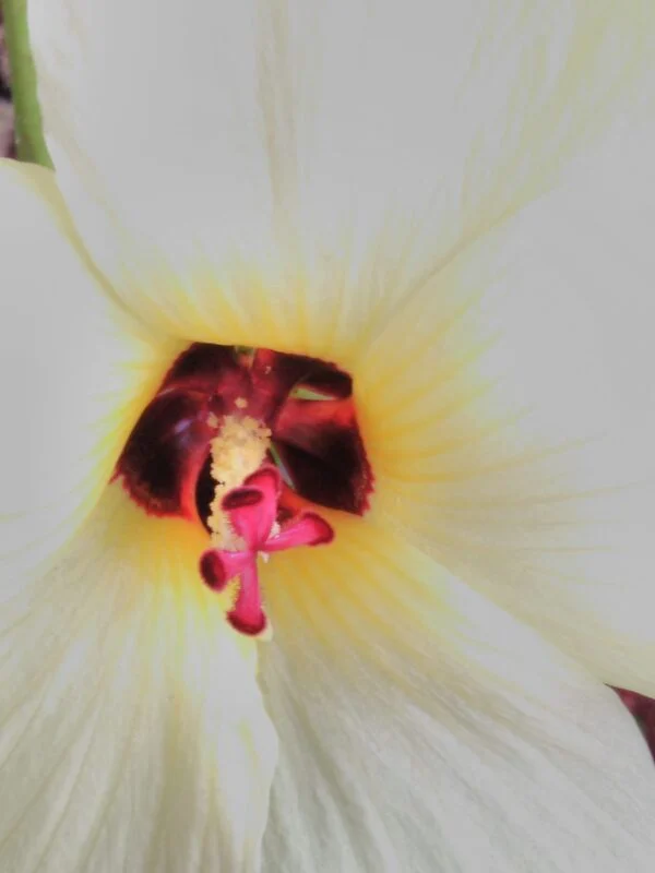 Hibiscus manihot sin. Abelmoschus manihot, foto 2