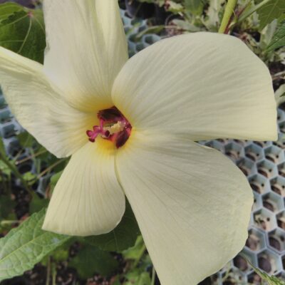 Hibiscus manihot sin. Abelmoschus manihot