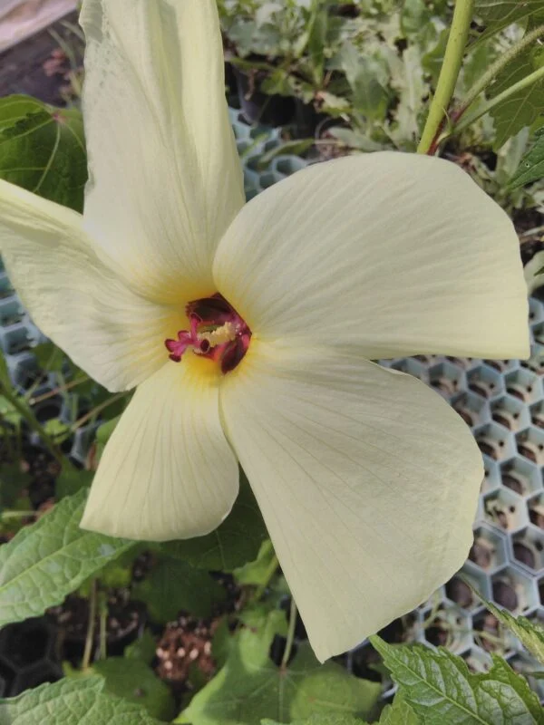 Hibiscus manihot sin. Abelmoschus manihot, pianta da esterno
