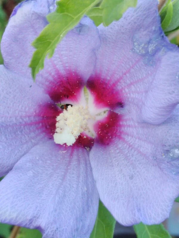 Hibiscus syriacus, foto 2
