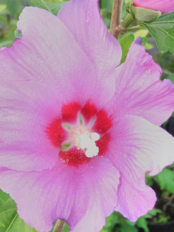 Hibiscus syriacus, foto 3