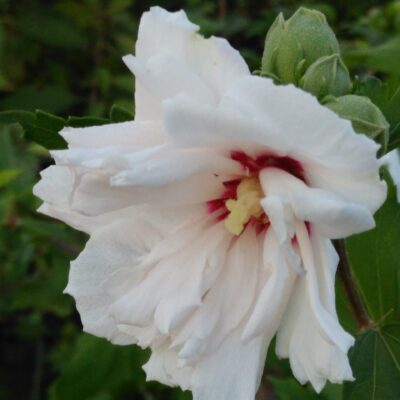 Hibiscus syriacus