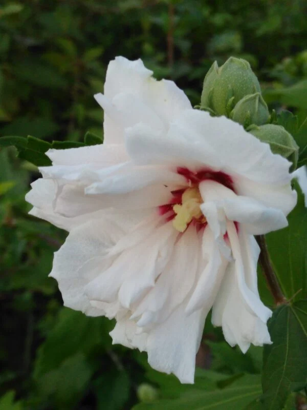 Hibiscus syriacus, pianta da esterno