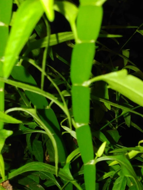 Homalocladium platycladum, foto 2