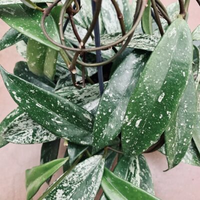 Hoya carnosa Shirley