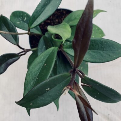 Hoya carnosa Dark Red