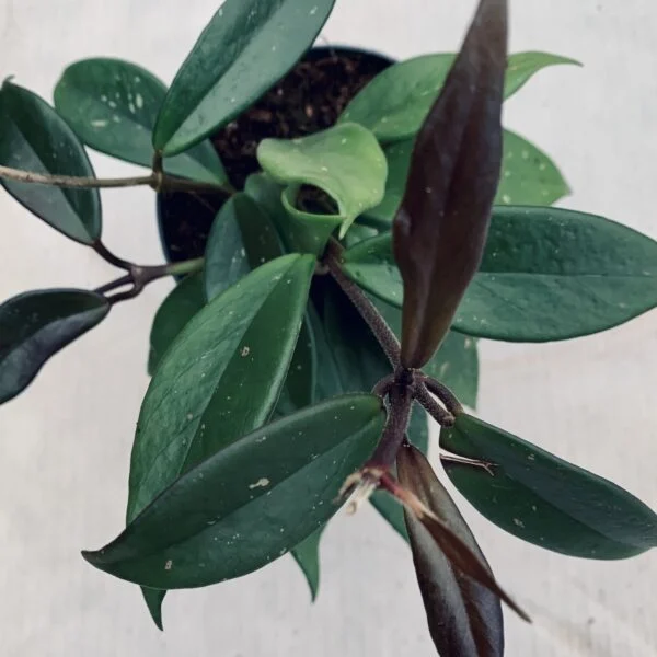Hoya carnosa Dark Red, pianta da interno