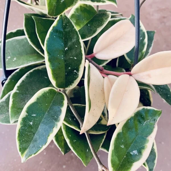Begonia melanobullata, foto 8