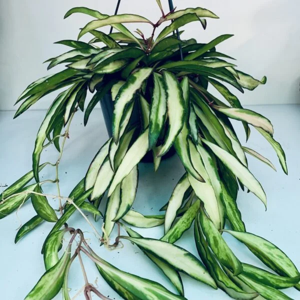Hoya wayetii tricolor, foto 7