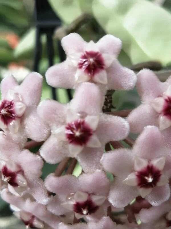 Hoya carnosa Krinkle, foto 2