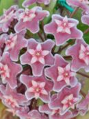 Hoya pubicalyx Reva, 'Silver Pink Splash'
