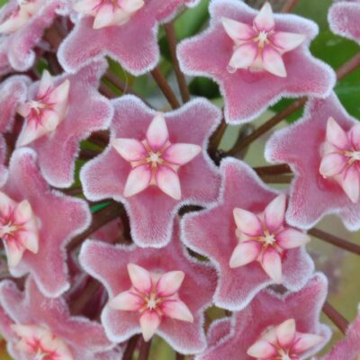 Hoya pubicalyx Reva, 'Silver Pink Splash'