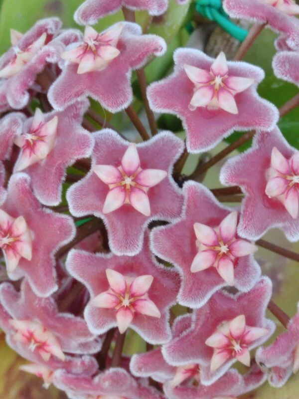 Hoya pubicalyx Reva, 'Silver Pink Splash', pianta da interno