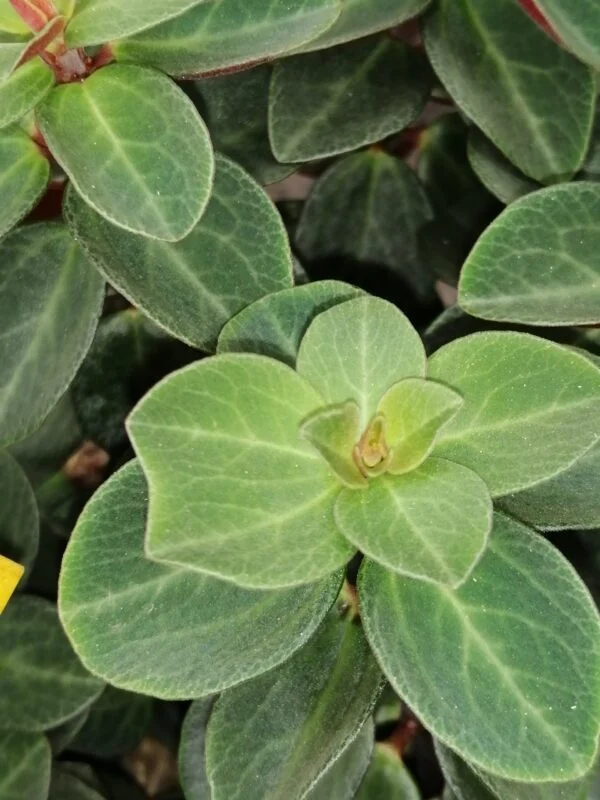 Hoya retusa, foto 4