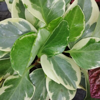 Peperomia obtusifolia USA