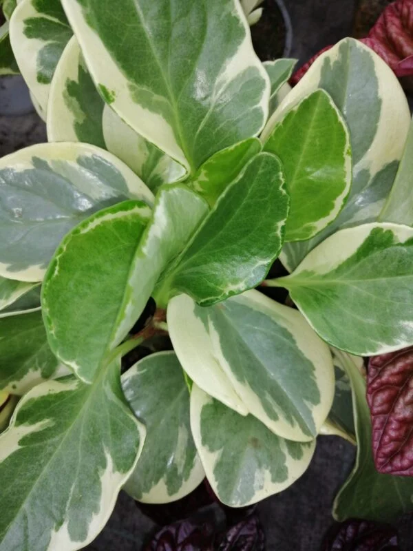 Peperomia obtusifolia USA, pianta da interno