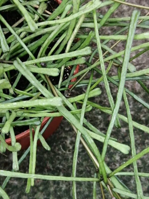 Hoya retusa, pianta da interno