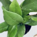 Hoya carnosa Silver Flake