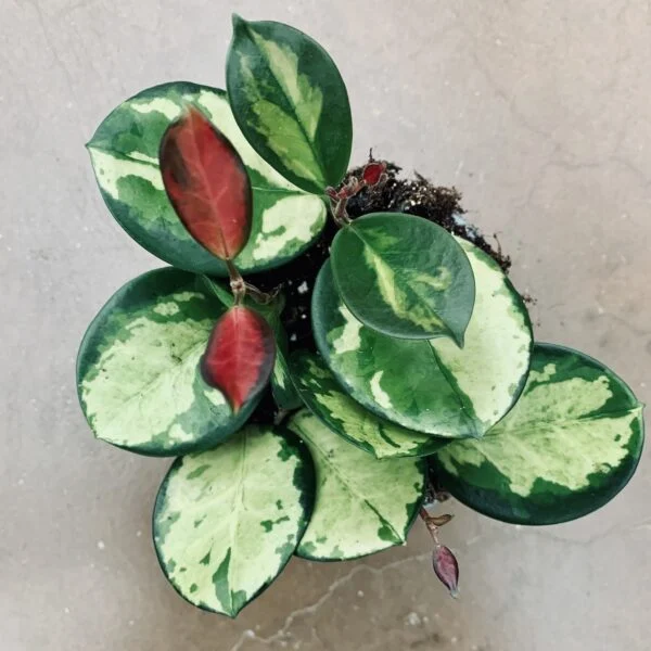 Hoya australis Bordvare Tricolor, foto 2
