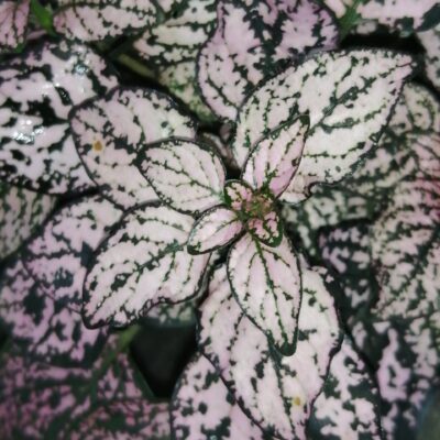 Hypoestes phyllostachya