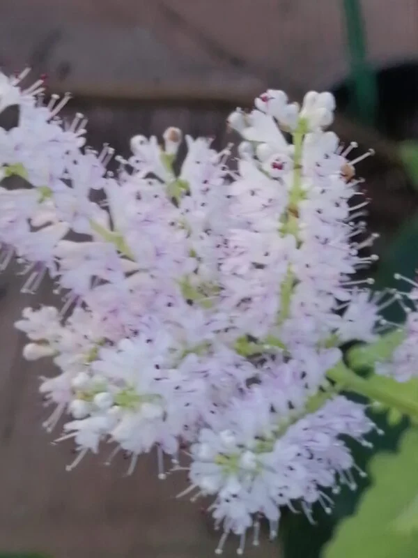 Iboza [tetradenia] riparia, foto 3