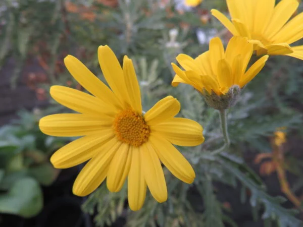 Iboza [tetradenia] riparia, foto 4