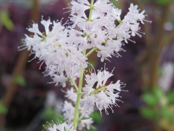 Iboza [tetradenia] riparia, foto 2