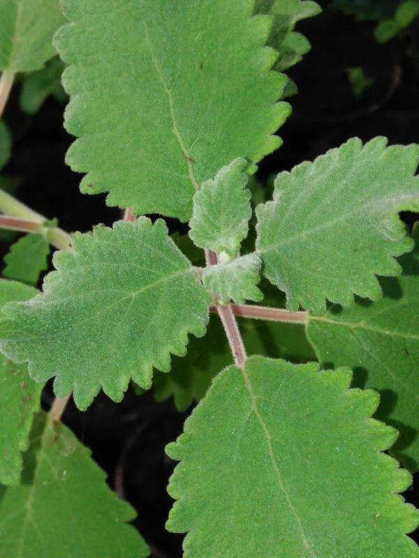 Iboza [tetradenia] riparia, pianta da esterno