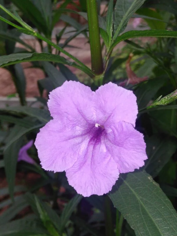Ruellia brittoniana, pianta da esterno
