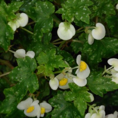 Begonia suffrutticosa