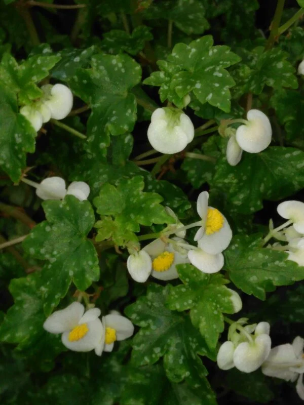Begonia suffruticosa, pianta da interno