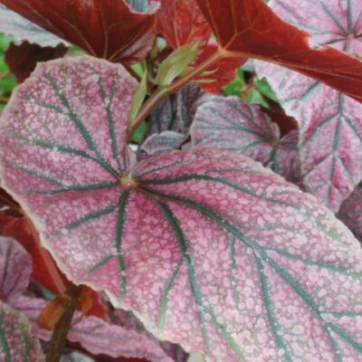 Begonia 'Maurice Amey'