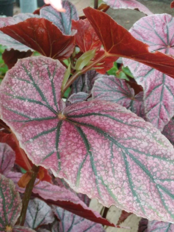 Begonia 'Maurice Amey', pianta da interno