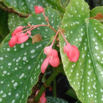 Begonia 'Juanita Jewel'