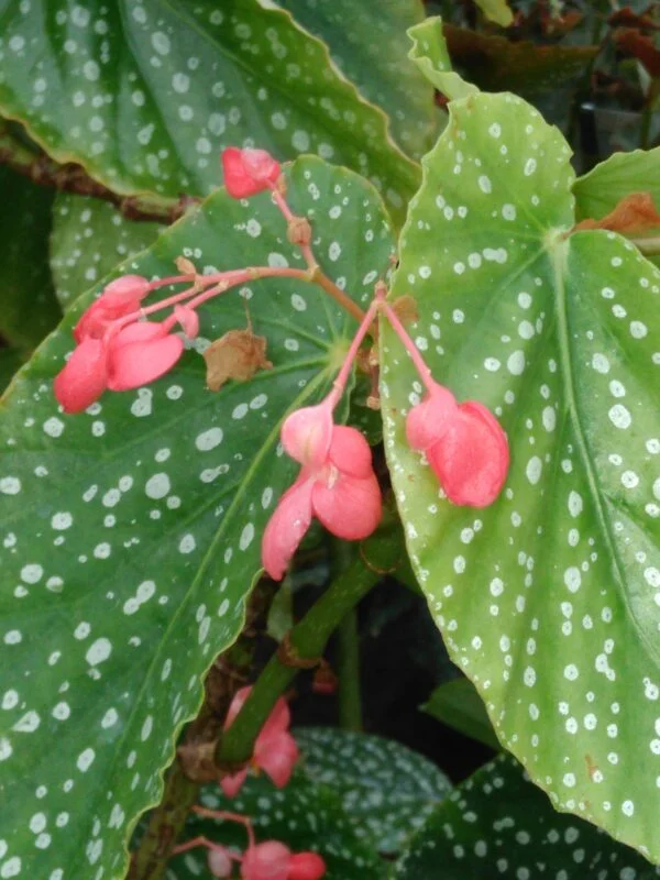 Begonia 'Juanita Jewel', pianta da interno