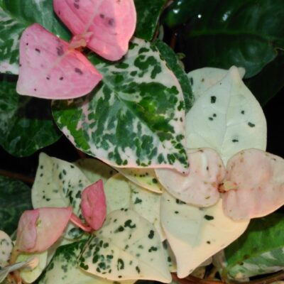 Trachelospermum jasminoides 'Tricolor'